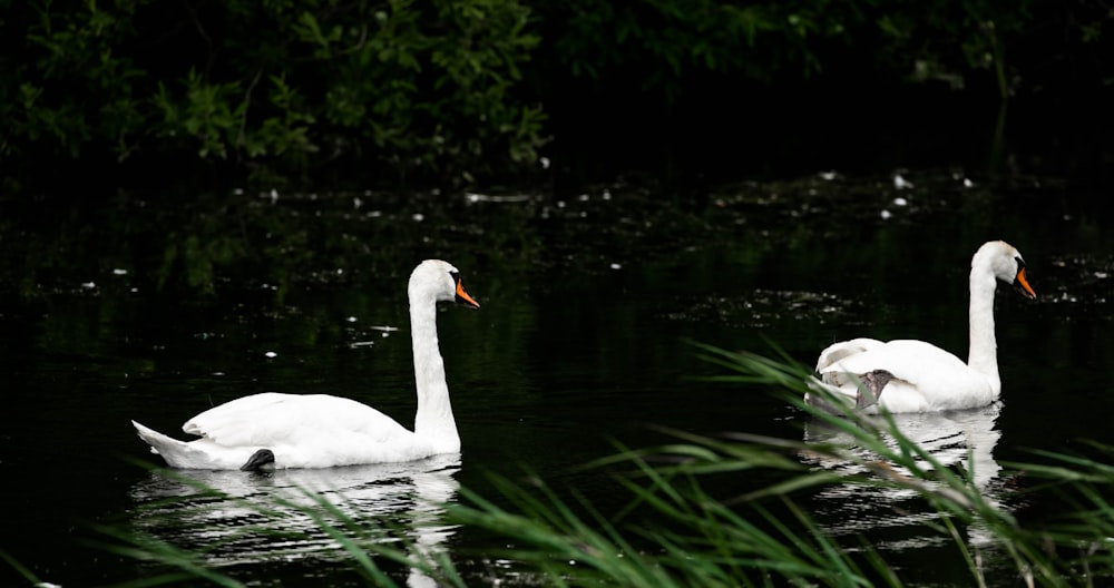 Dos cisnes blancos en el cuerpo de agua