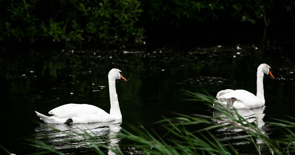 two white swans on body of water