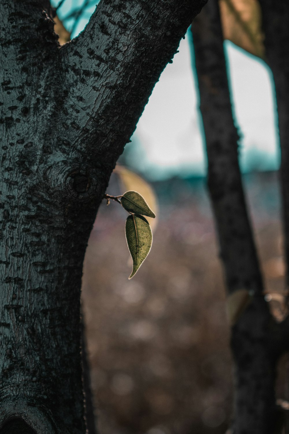 selective focus photo of green leaf