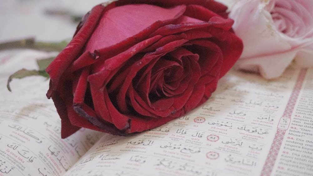 two red and pink rose flowers