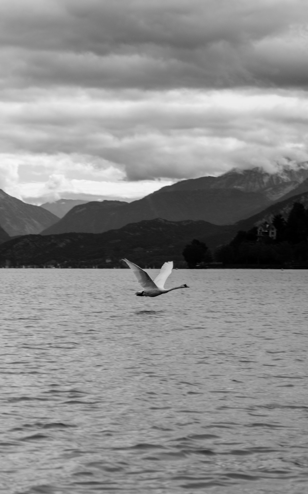 white swan at flight