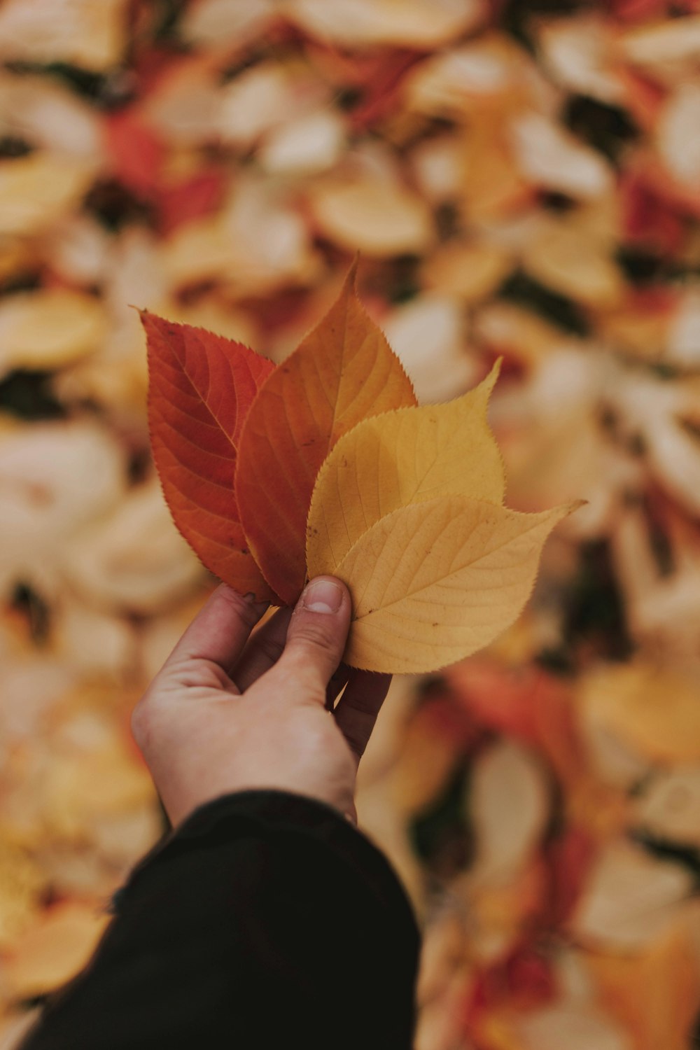 four brown and red leaves