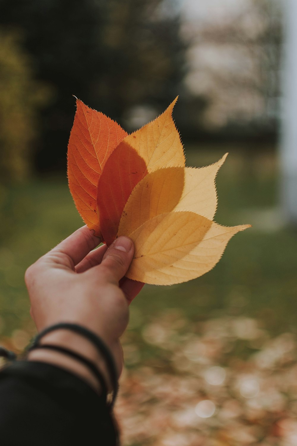 person holding brown leaves