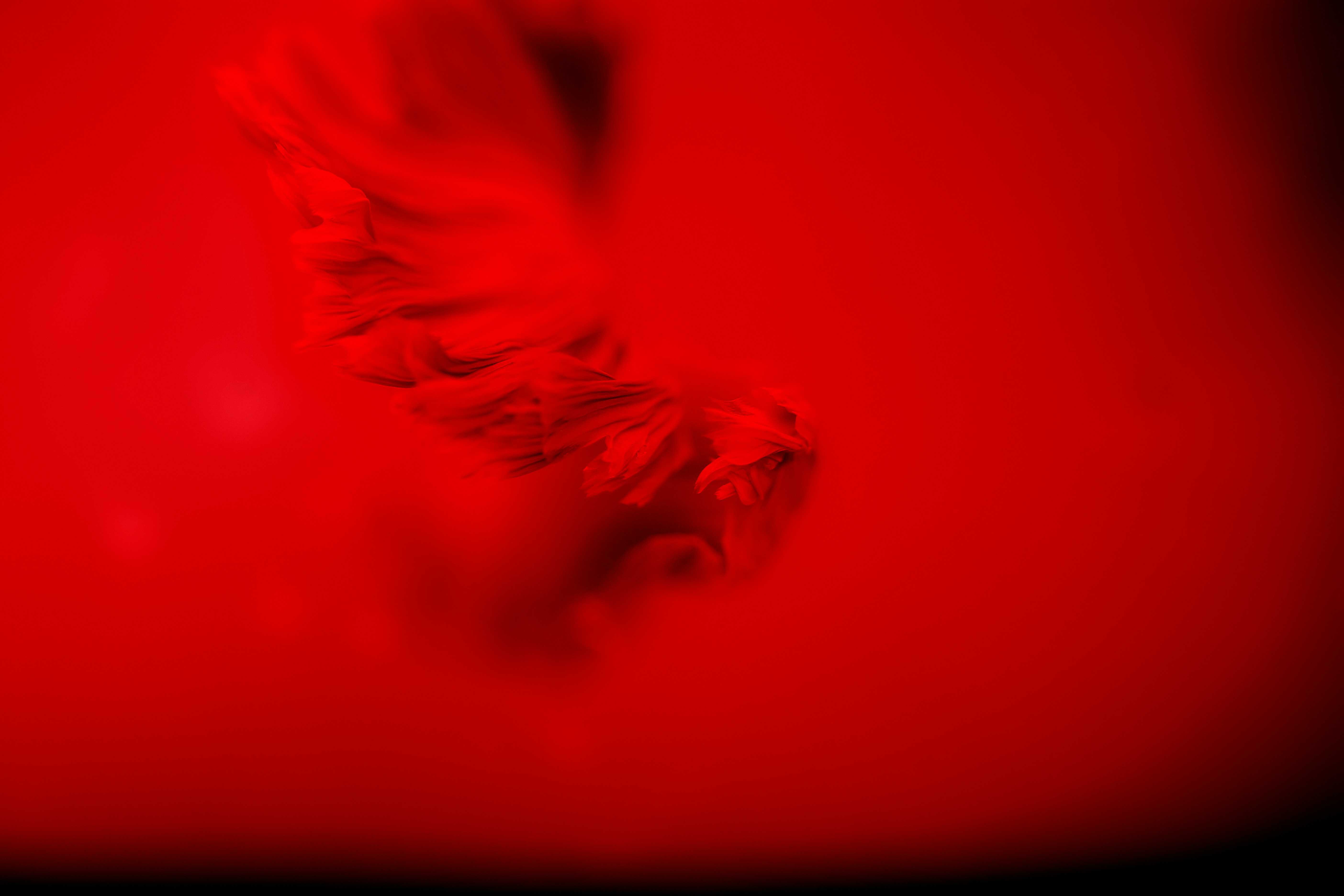 Betta splendens