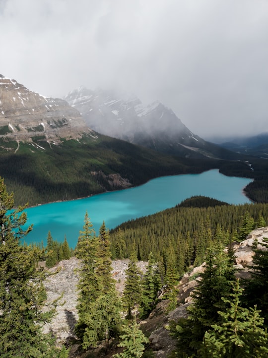 aerial photography of blue body of water surrounded by green trees in Peyto Lake Canada