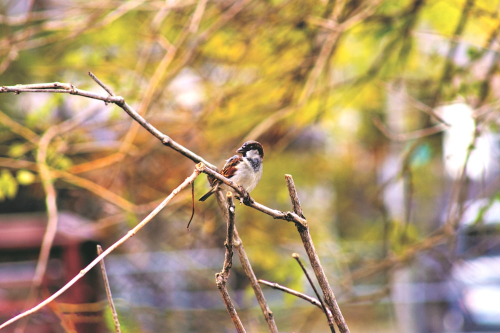 bird on tree branch