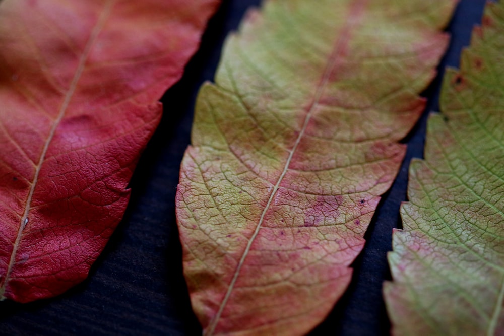 three green and orange leaves