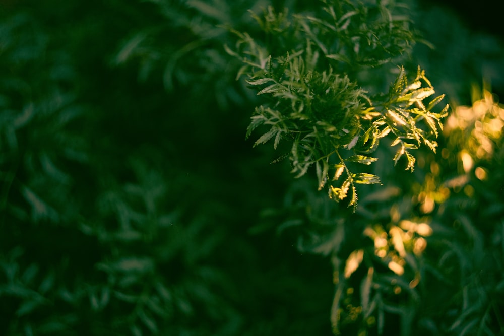 yellow petal flower