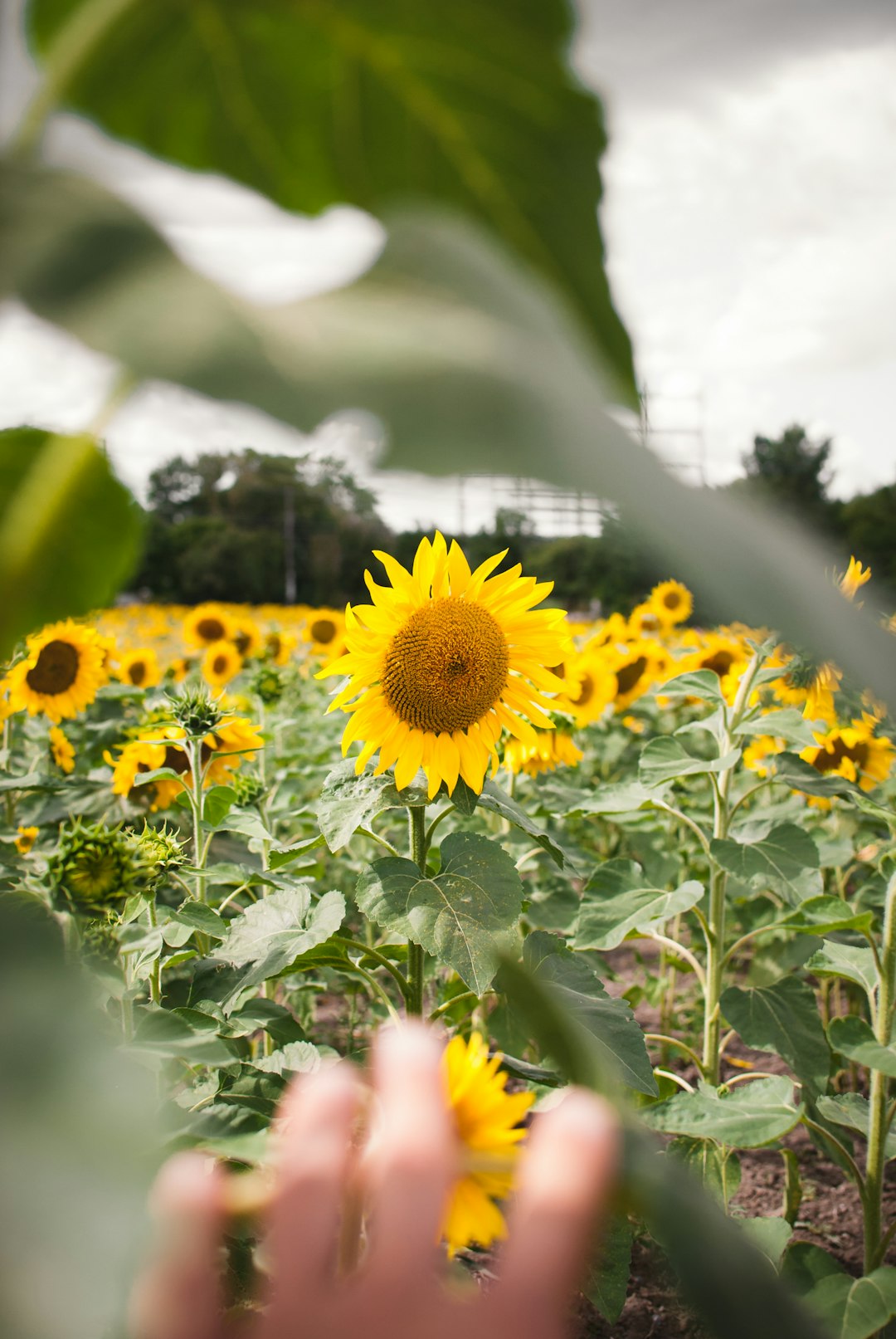 field of sunflowers