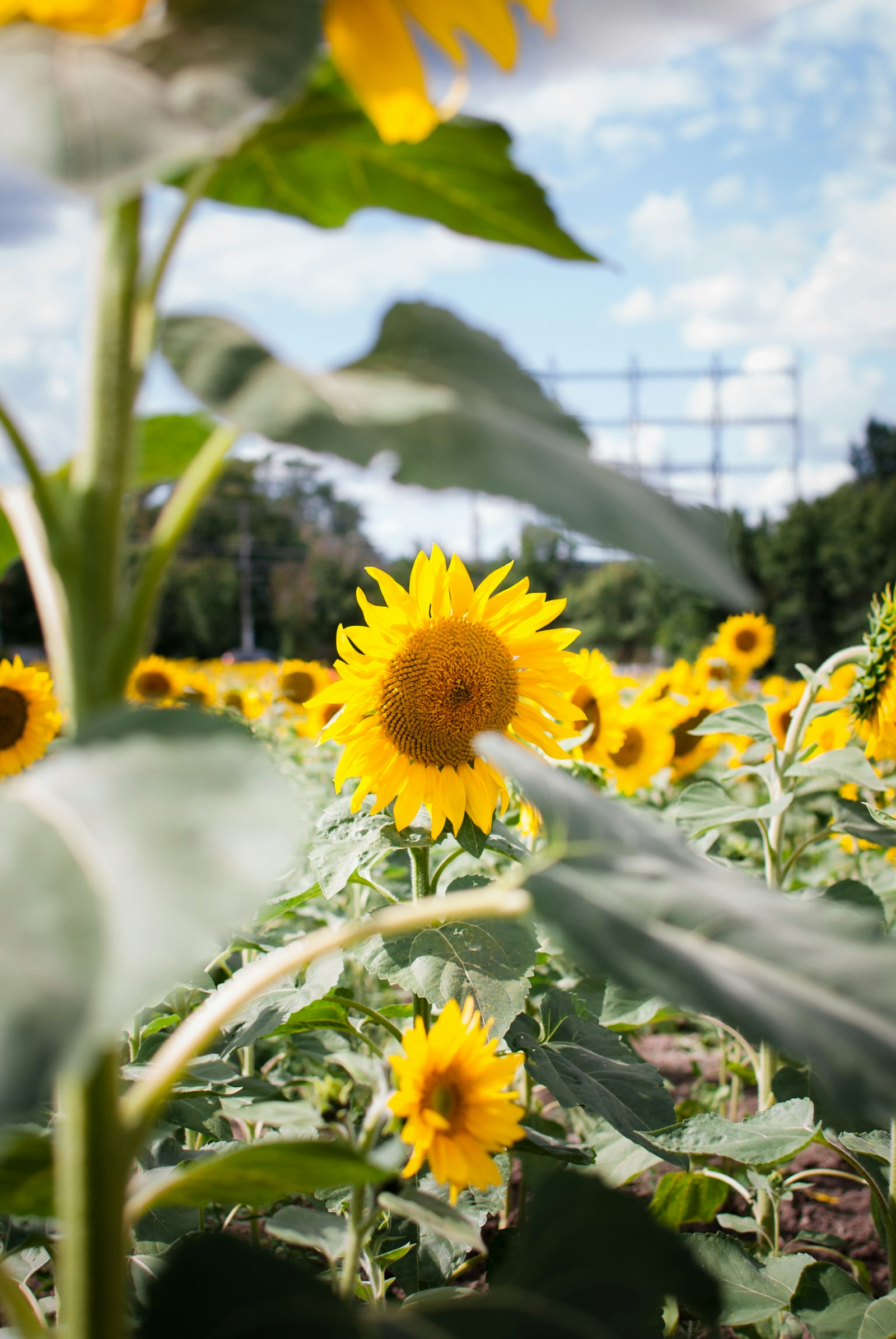 Nikon D60 + Nikon AF-S DX Nikkor 35mm F1.8G sample photo. Yellow sunflower field photography