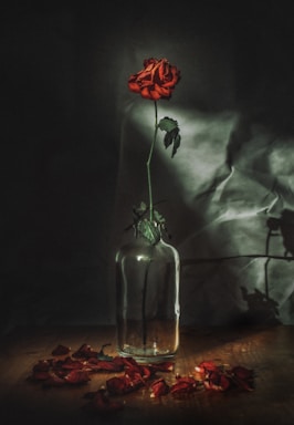 fine art photography,how to photograph red rose flower in vase