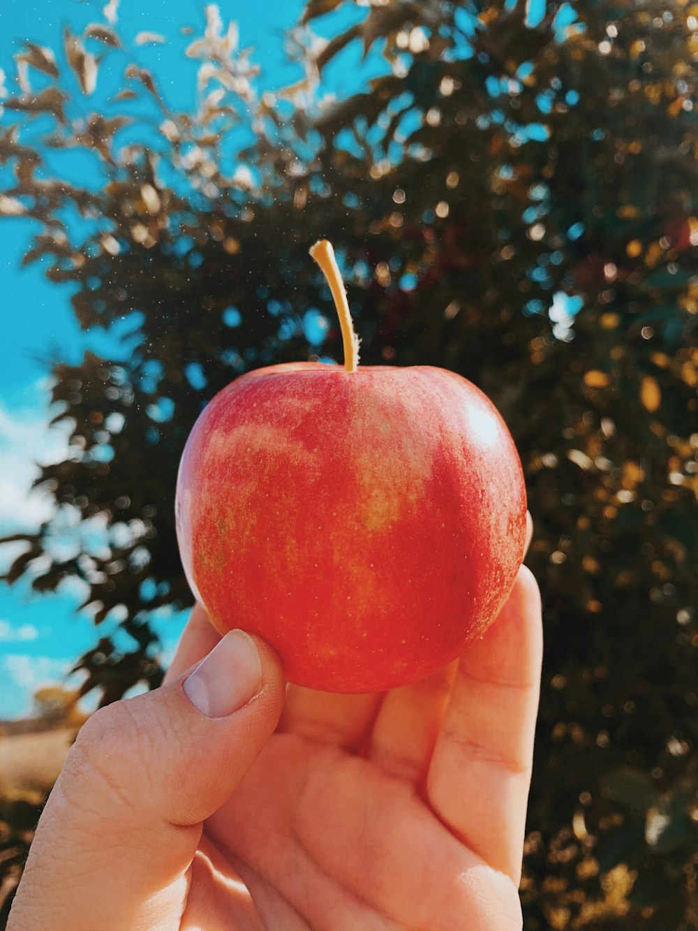 person holding red apple fruit