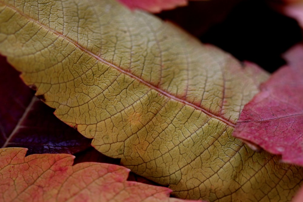 close-up photo of green and red leaf