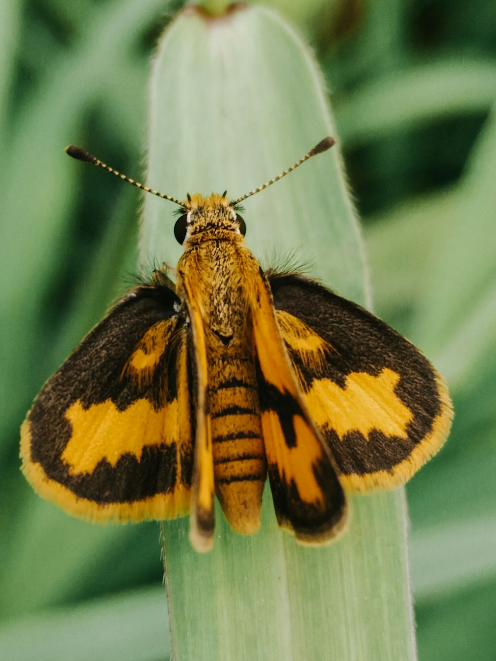 yellow and brown moth