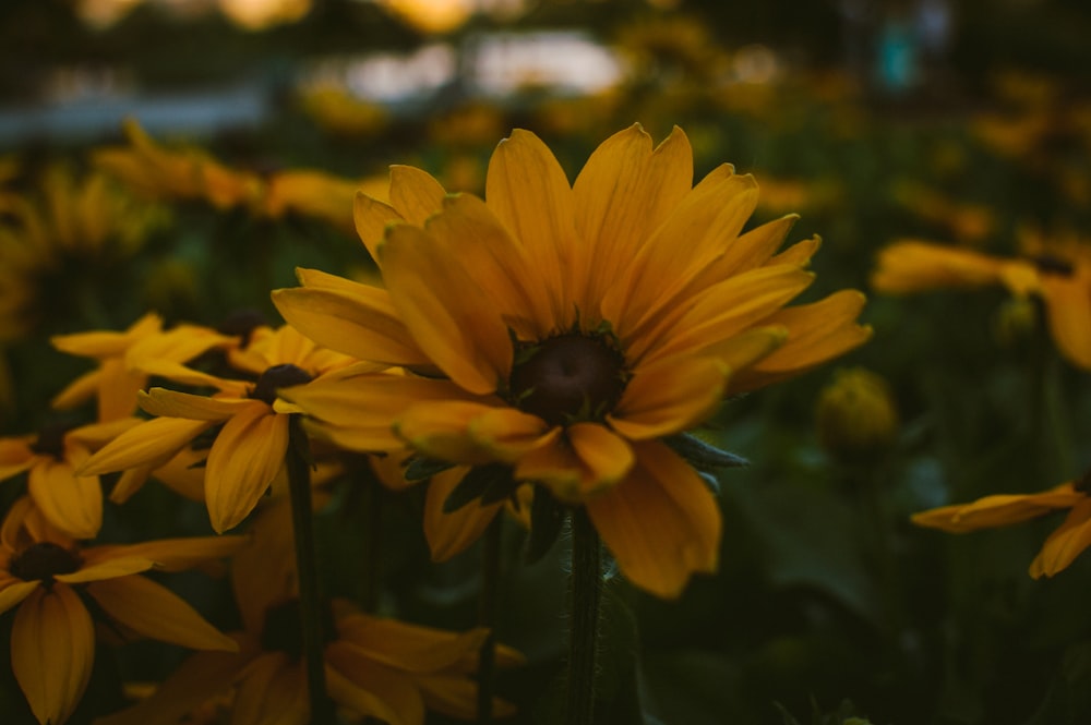 black-eyed Susan flower lot