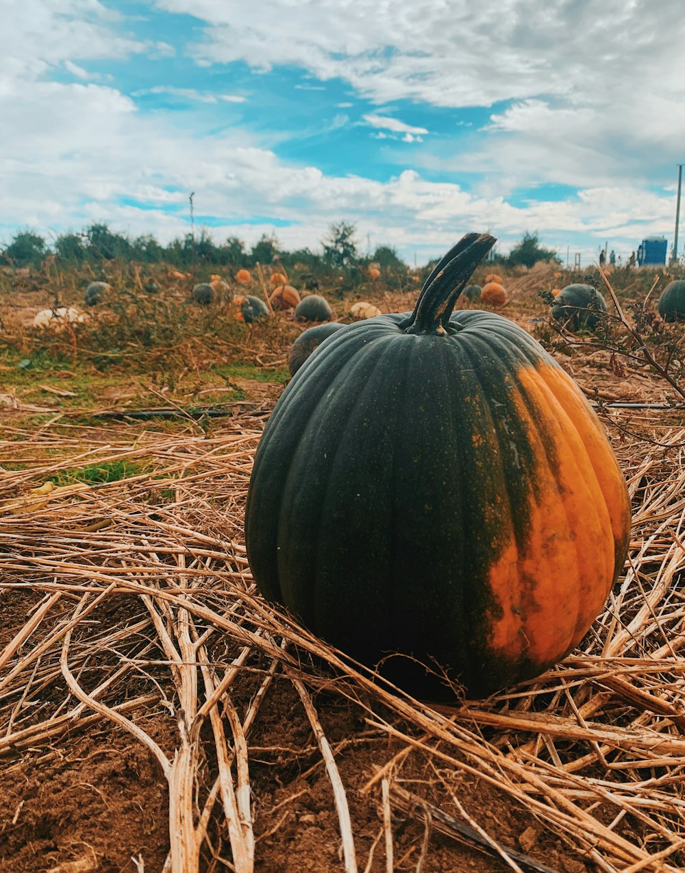 orange and green pumpkin on ground
