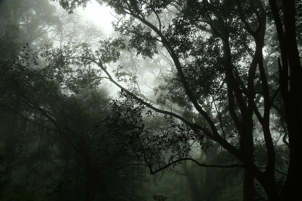 silhouette of trees