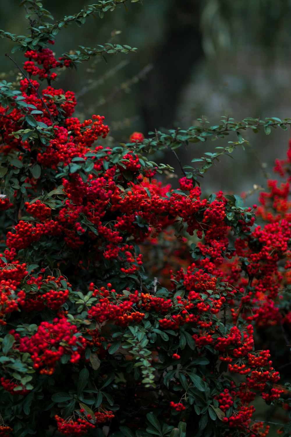 red berries