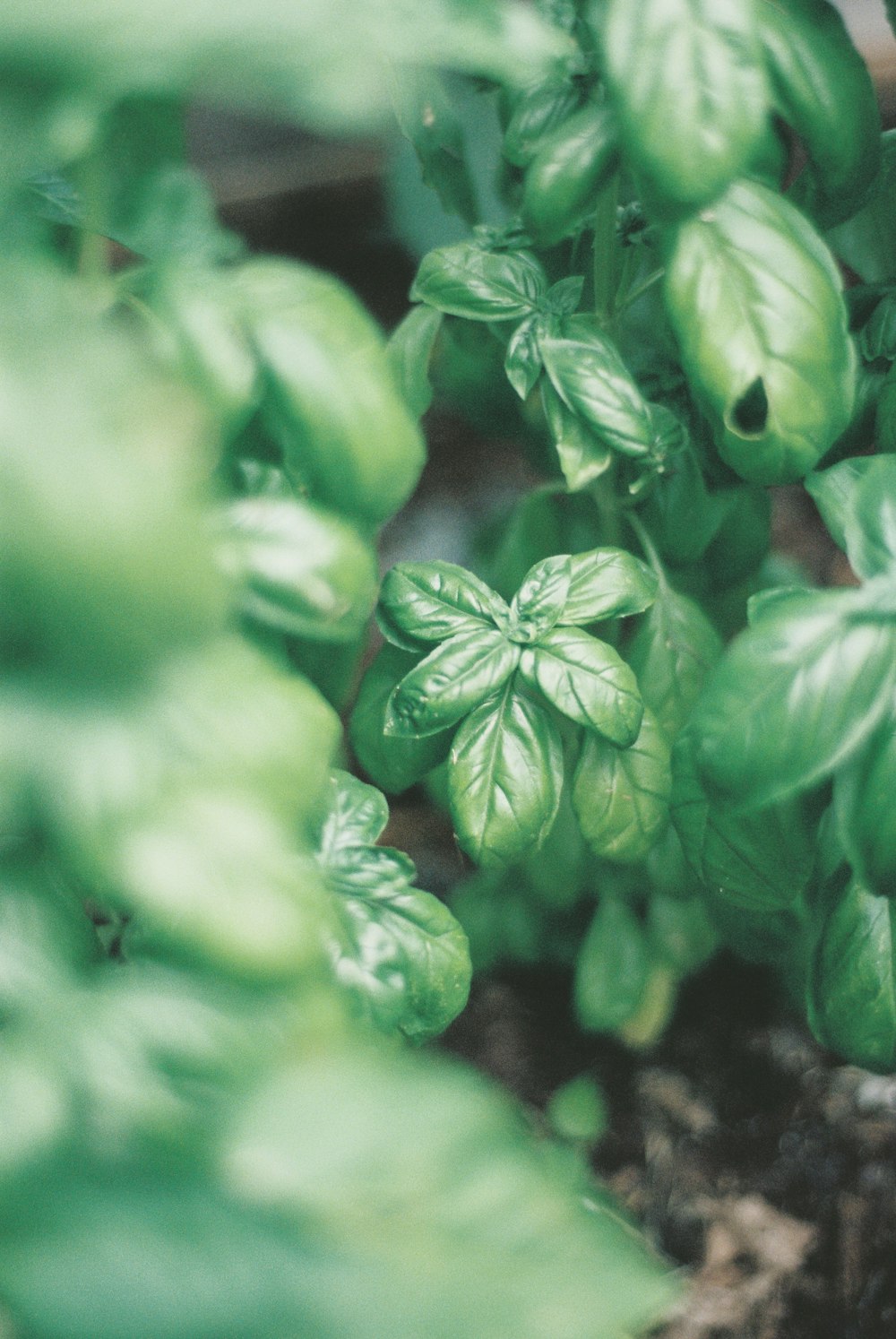 green-leafed plant