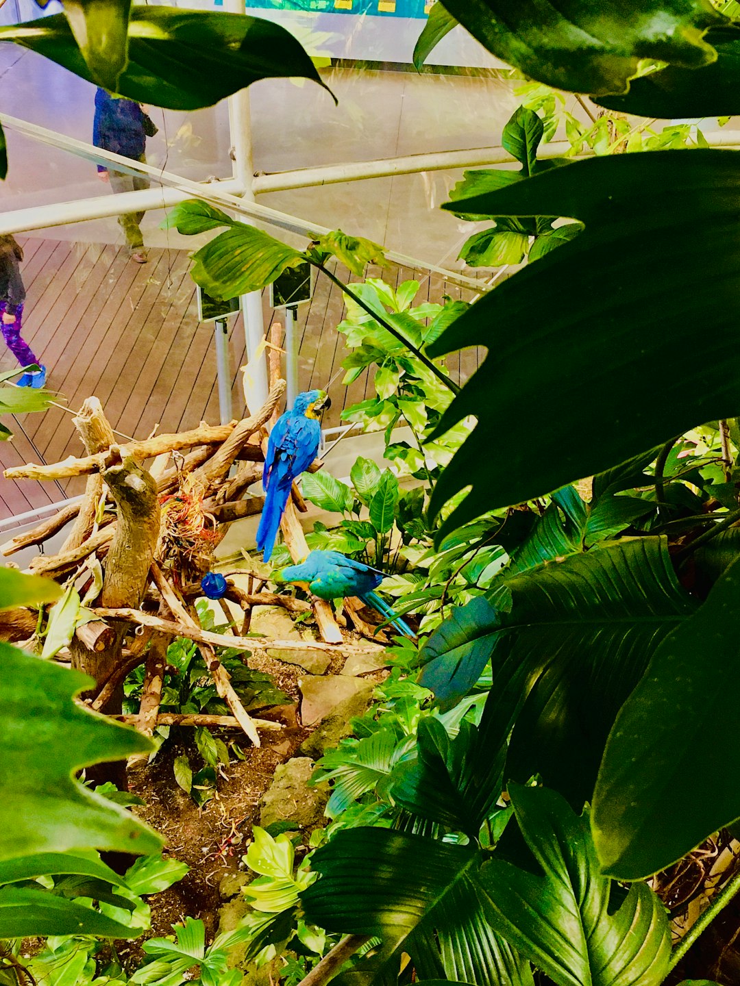 Jungle photo spot California Academy of Sciences San Francisco