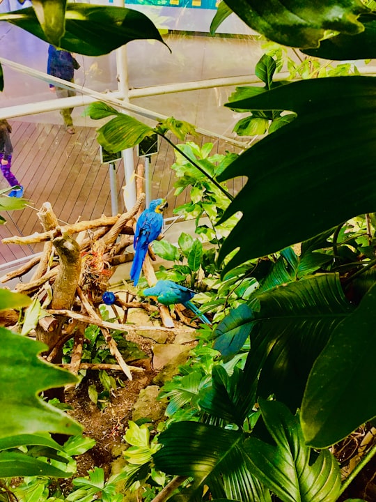 two blue birds perch on branch of tree in California Academy of Sciences United States