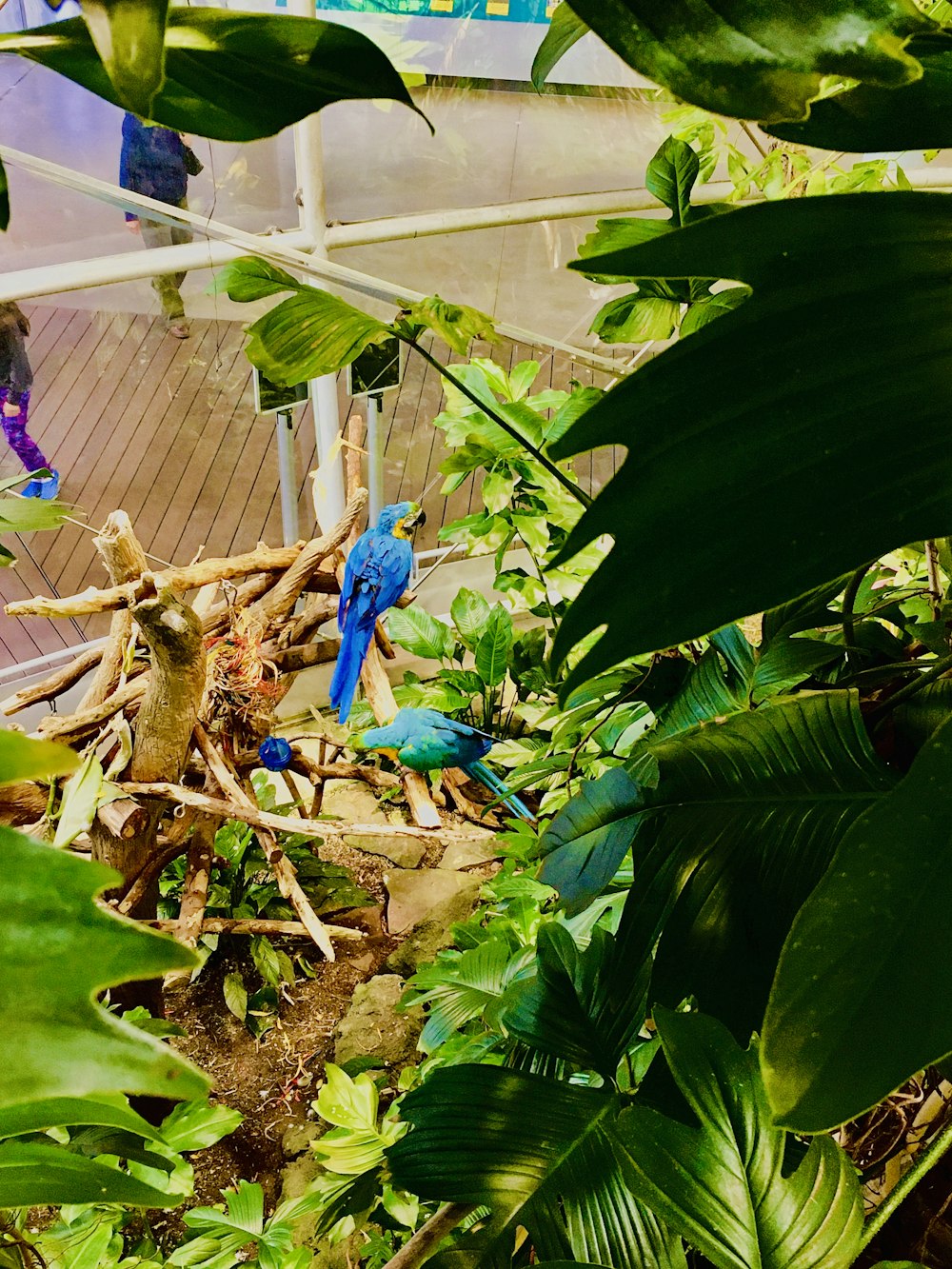 two blue birds perch on branch of tree