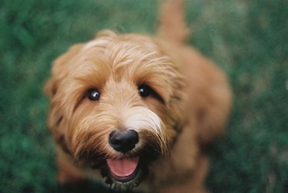 黄褐色の犬