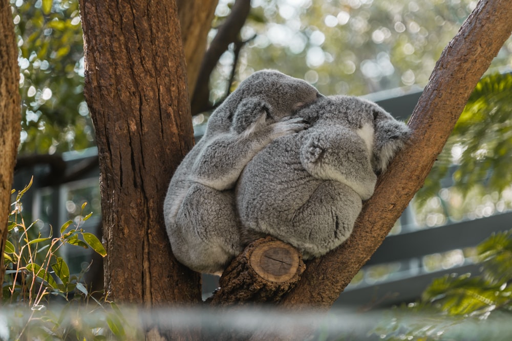 two koala bears