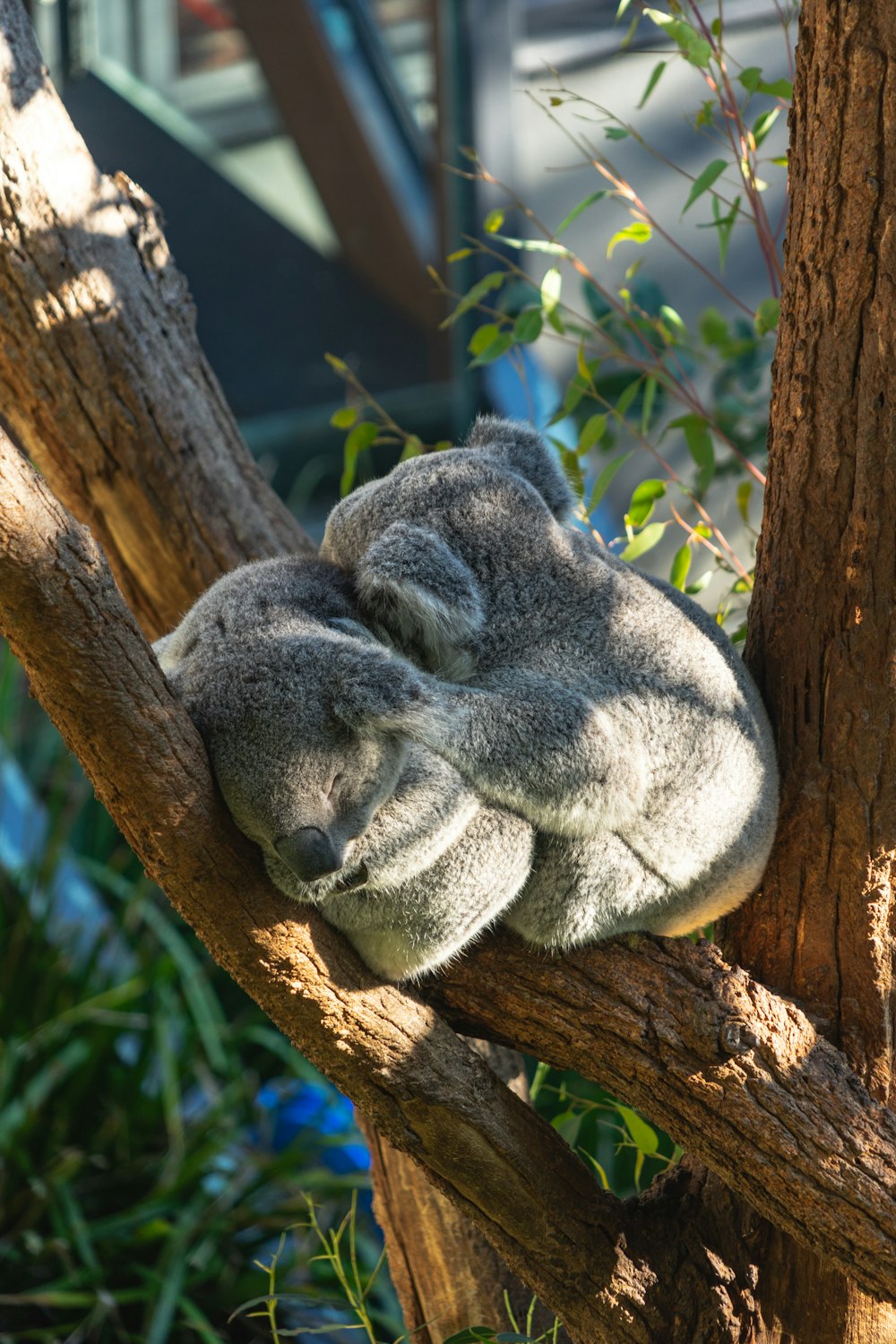 two green koala bears