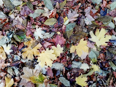 assorted-color maple leaf lot october zoom background
