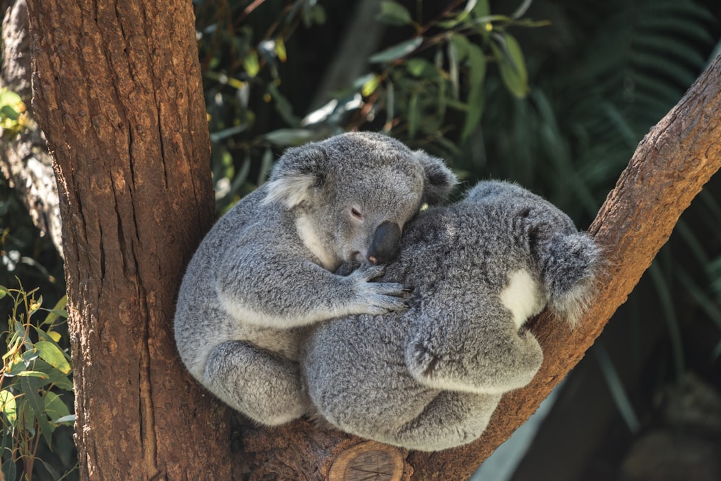 Koalas cuddling