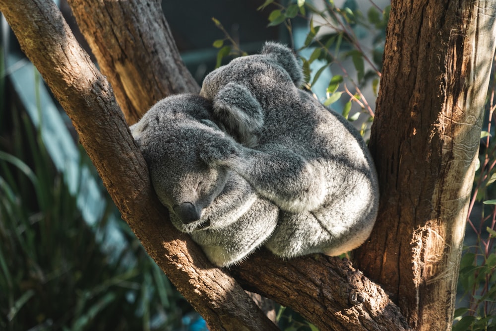 koala sleeping on branch of tree