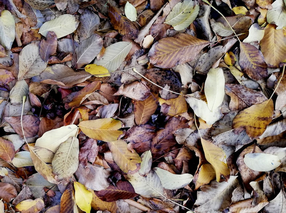 dried laves on ground