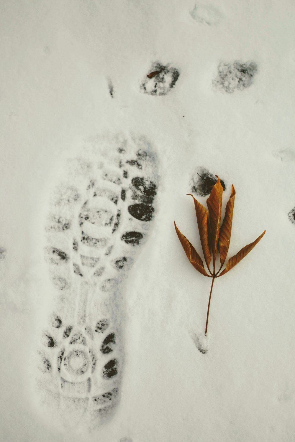 dried leaves beside footprint