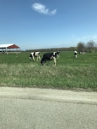A modern dairy farm with well-maintained livestock and advanced equipment under a clear sky.
