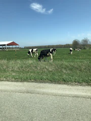 A farmer using a smartphone in a green field with cows grazing nearby under a clear sky.