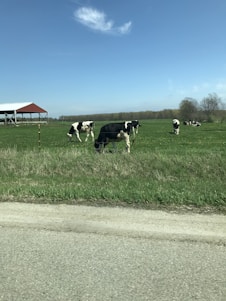 A happy farm scene showing healthy animals in a clean environment.