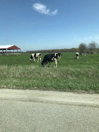 A farmer using a smartphone in a green field with cows grazing nearby under a clear sky.