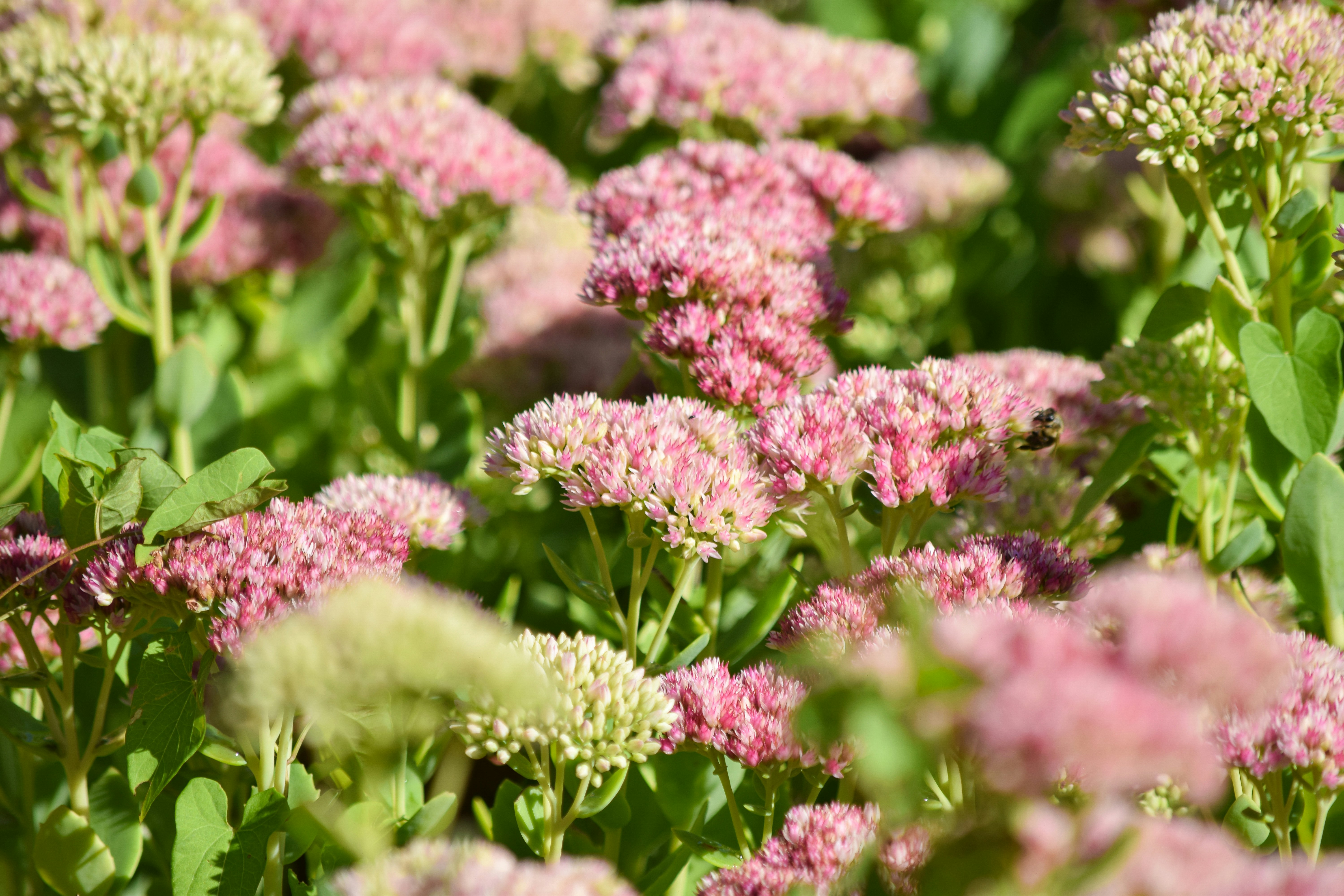 Photo by sheetal_cool