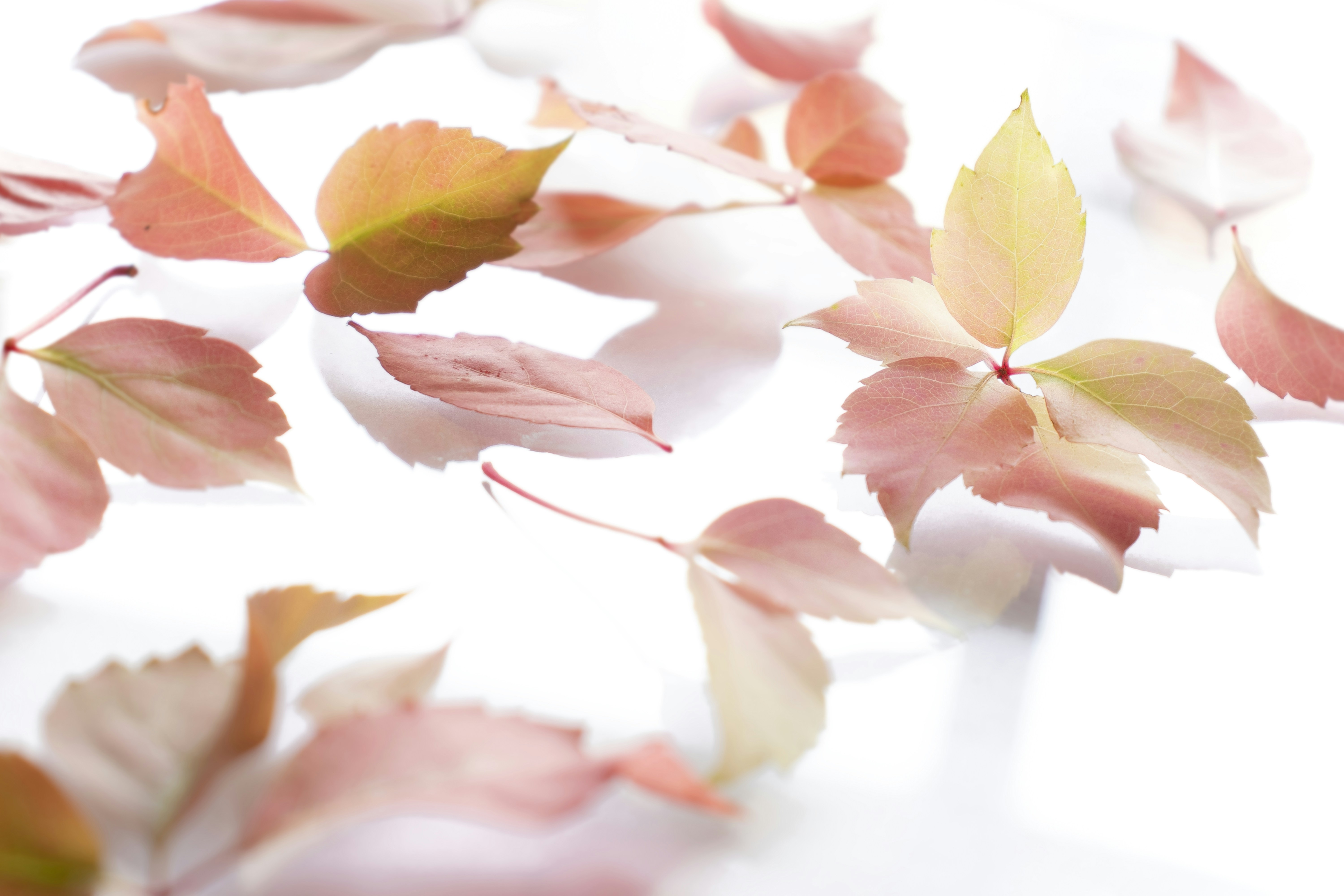 Morning Rituals for Grief: When Nightmares Rip Away Your Peace