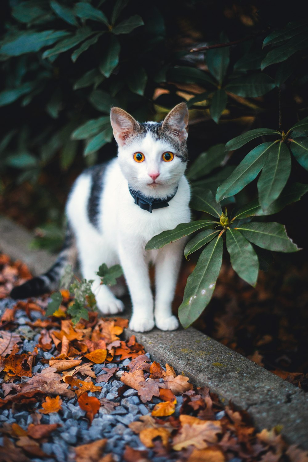 white and black cat standing beside green-leafed plant