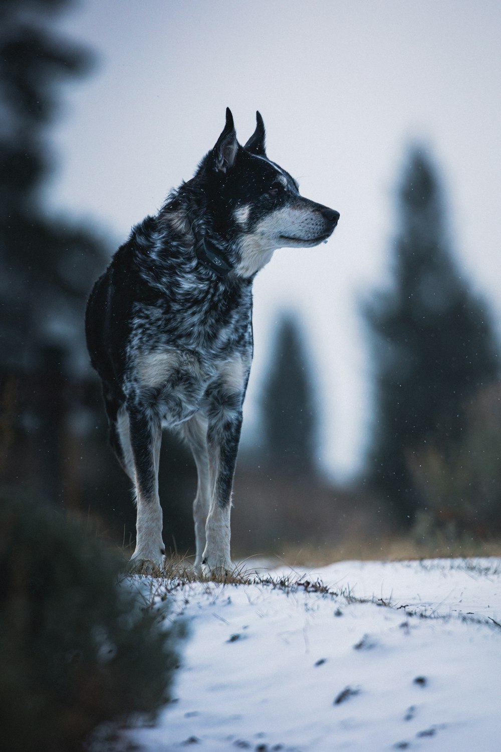 black wolf standing on snow covered ground