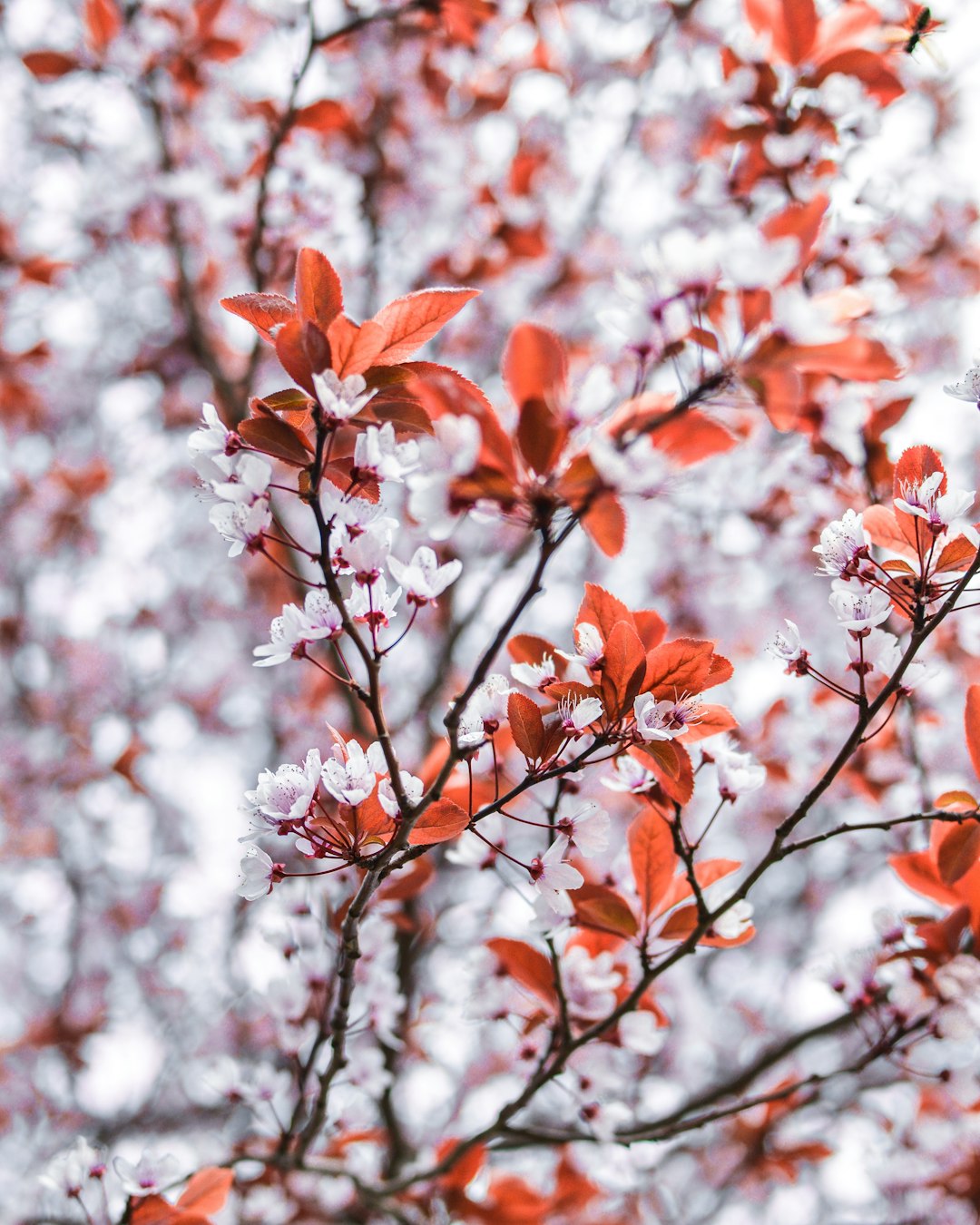 brown leafed plant