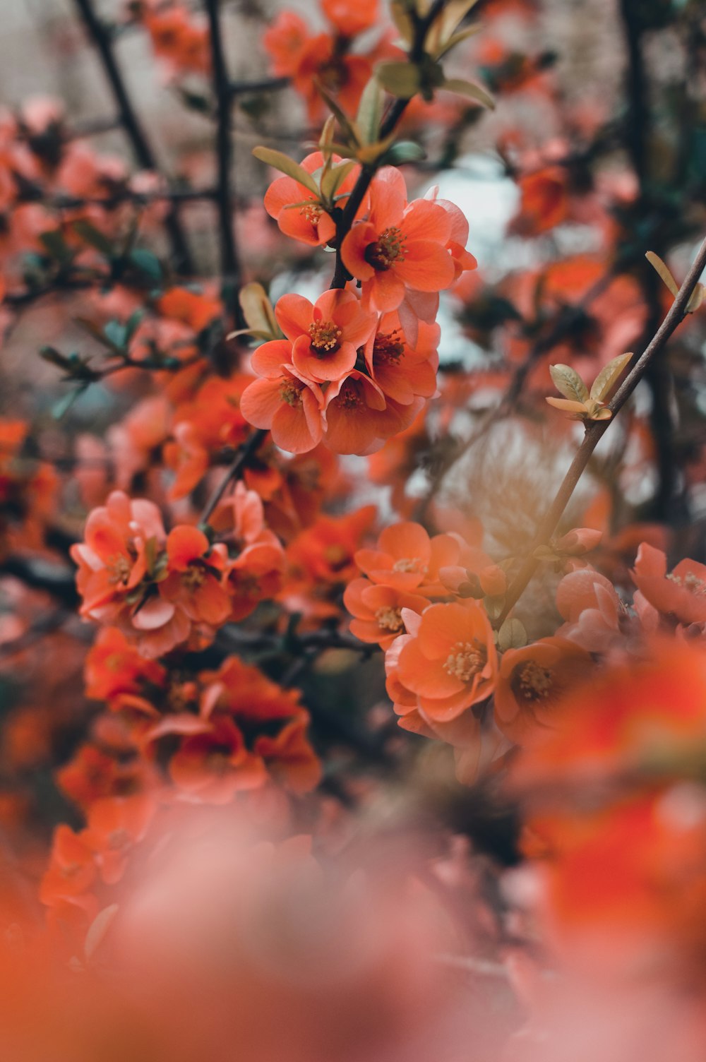 orangeblättrige Blüten