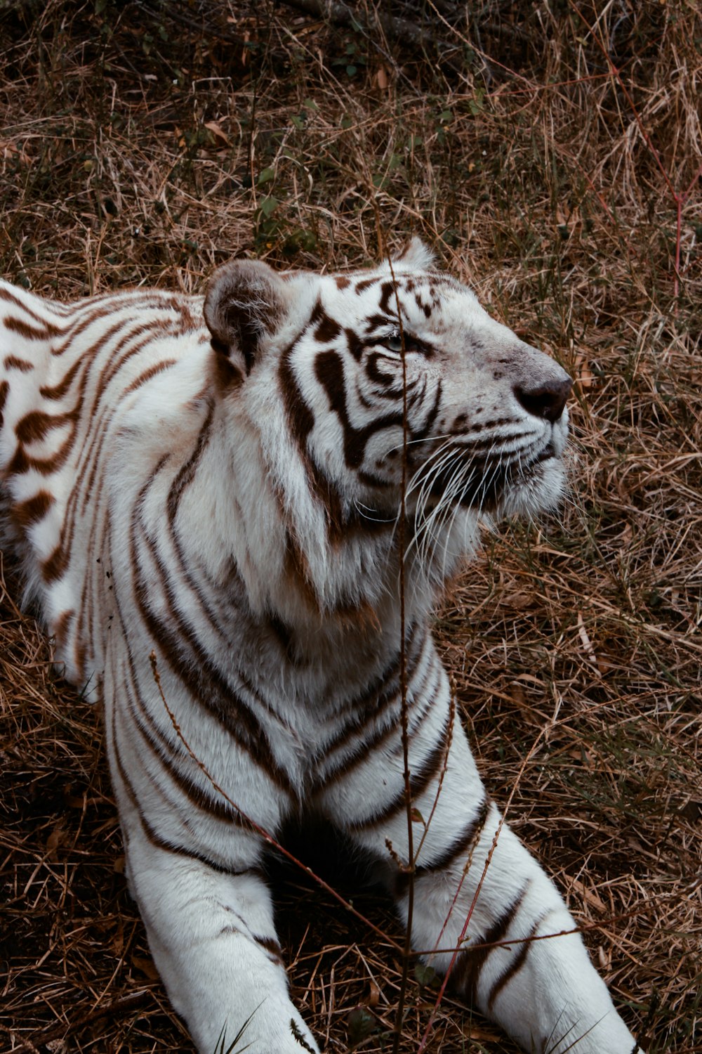 white and black tiger lying on grass