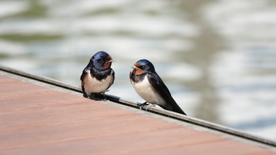 two white-black-blue birds