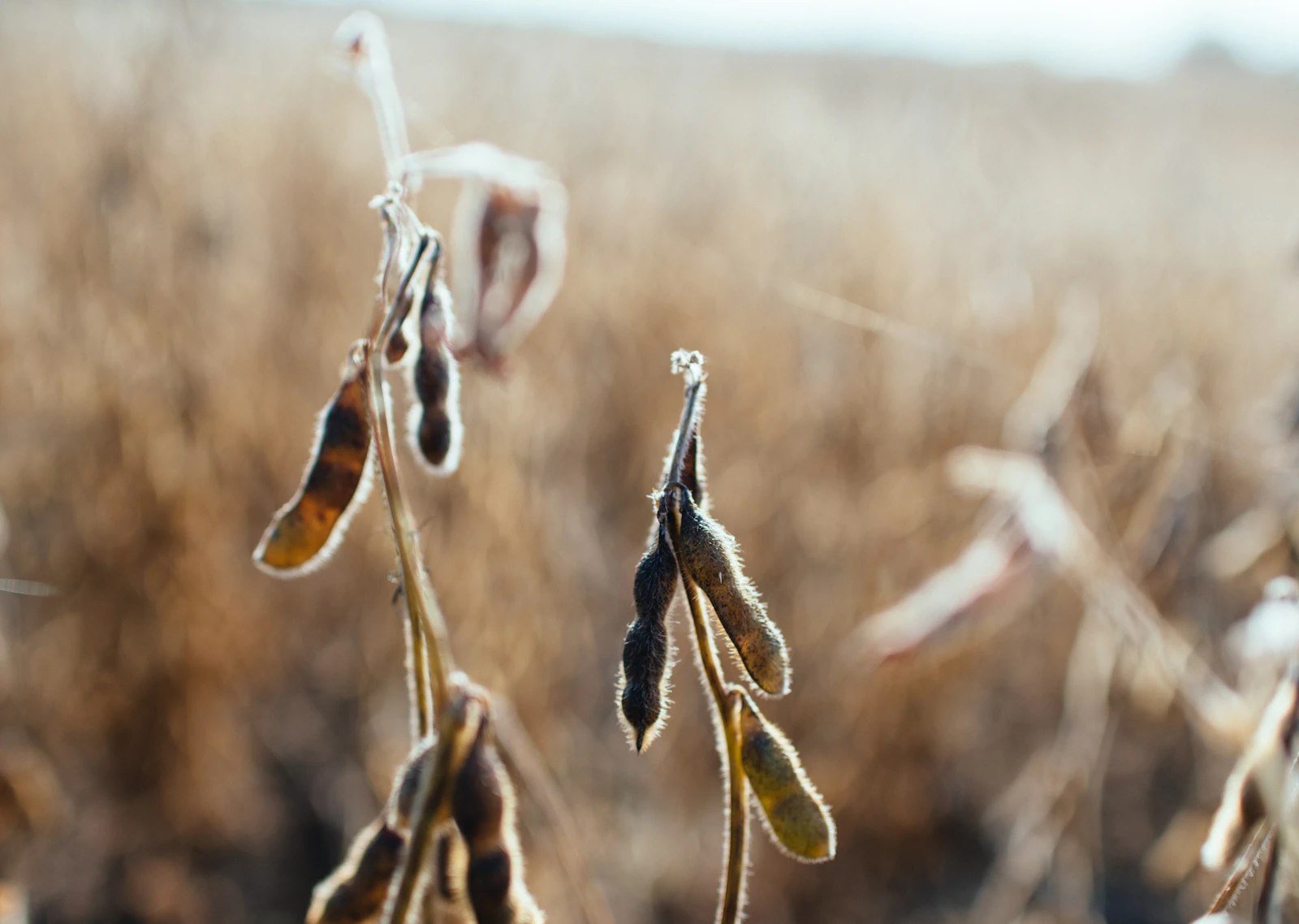 Soybean plants ready for harvest in a field