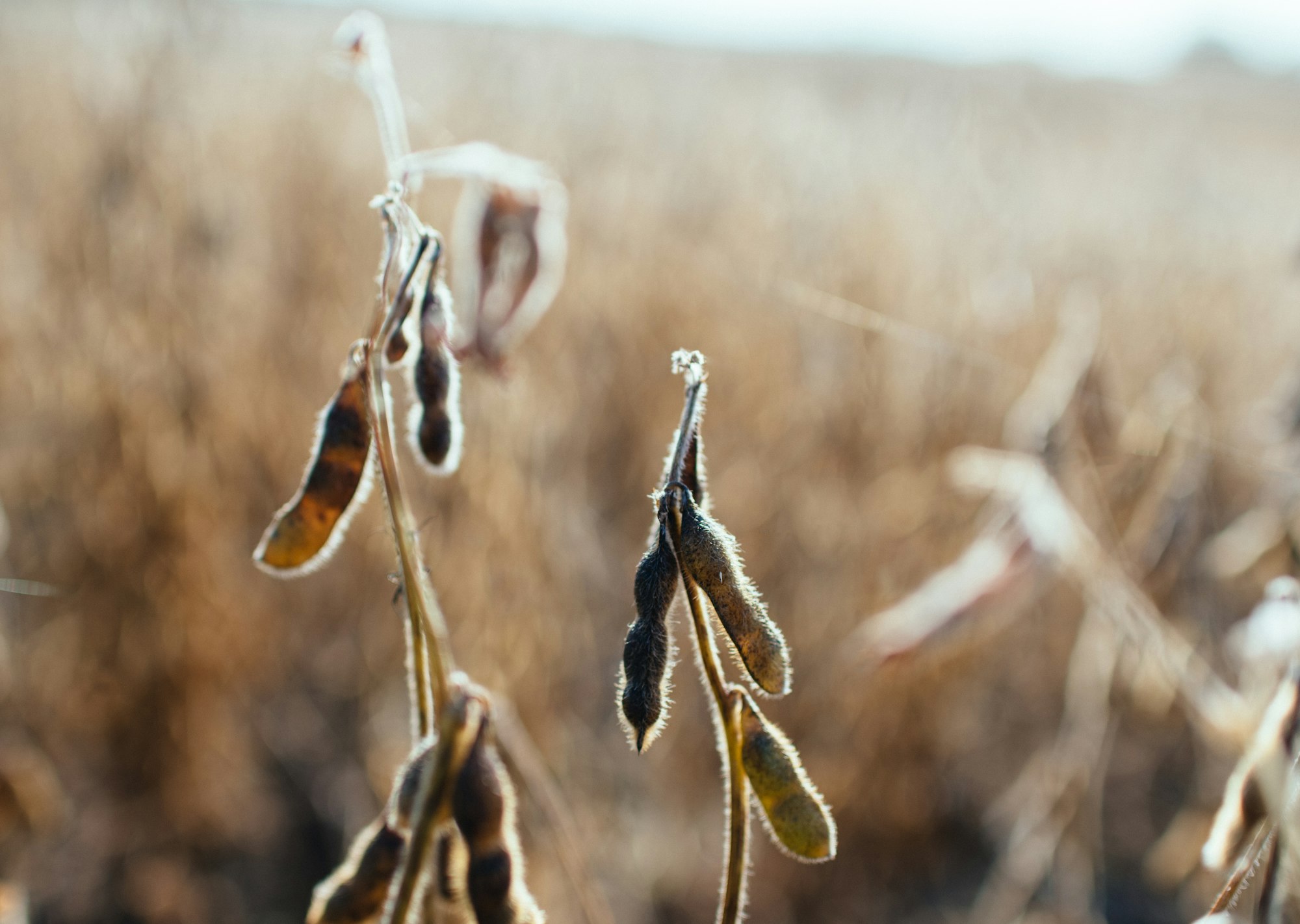 Soy beans in a field that are ready for harvest