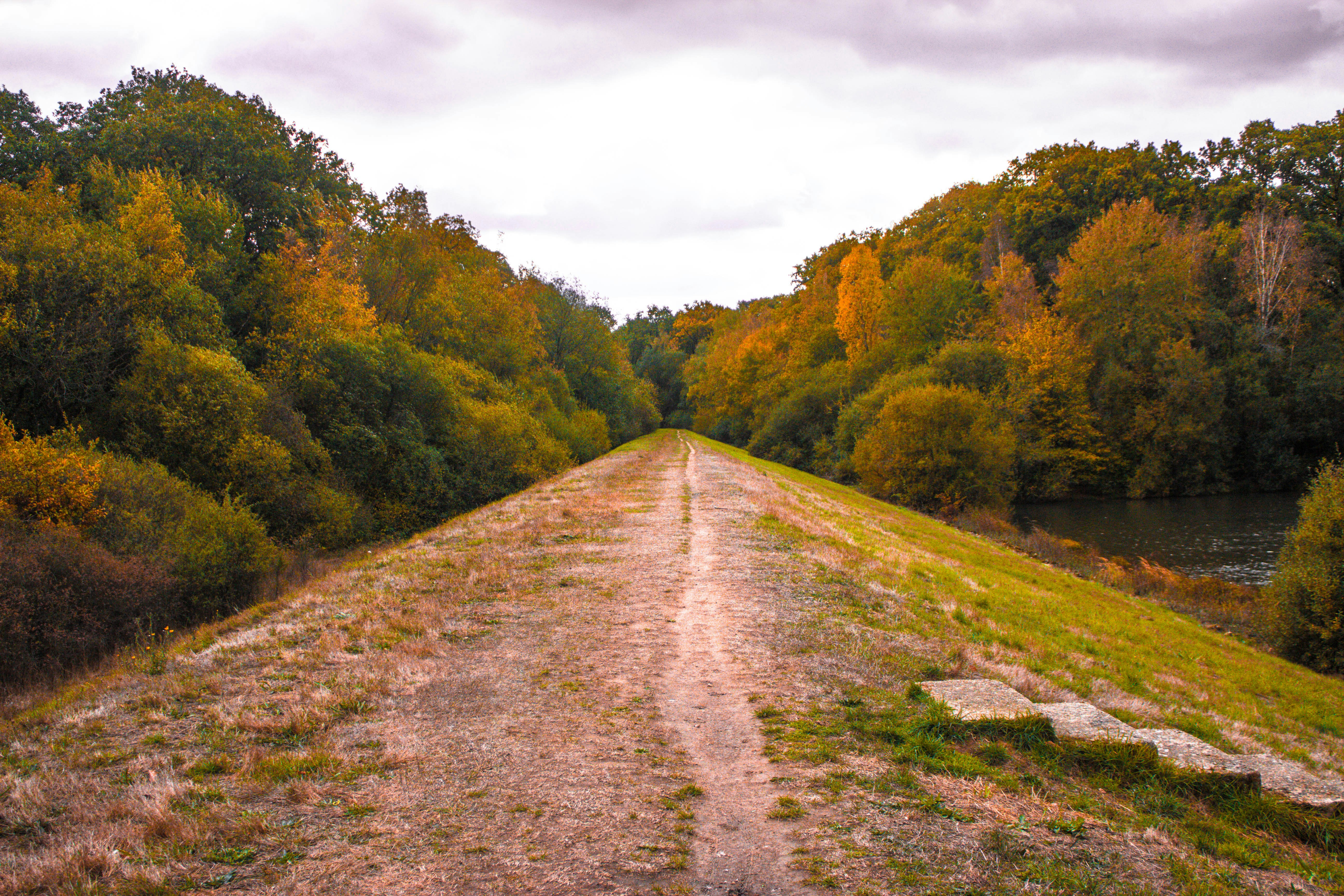 green and yellow trees pathway
