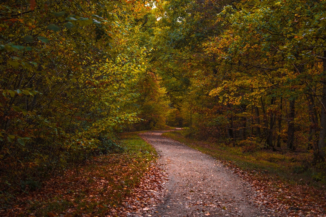 Forest photo spot Montigny-le-Bretonneux Porte-Joie